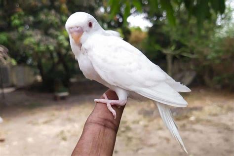 albino budgie